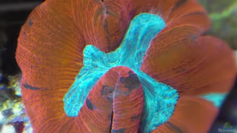 Pflanzen im Aquarium Juwel Trigon 350 von Jens Mühlenbeck (7)