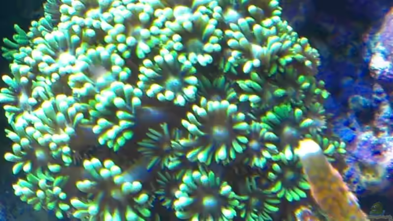 Pflanzen im Aquarium Juwel Trigon 350 von Jens Mühlenbeck (9)