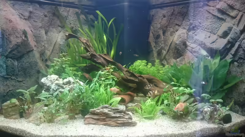 Pflanzen im Aquarium Juwel Trigon 350 Wohnzimmer von Chris de Bird (6)