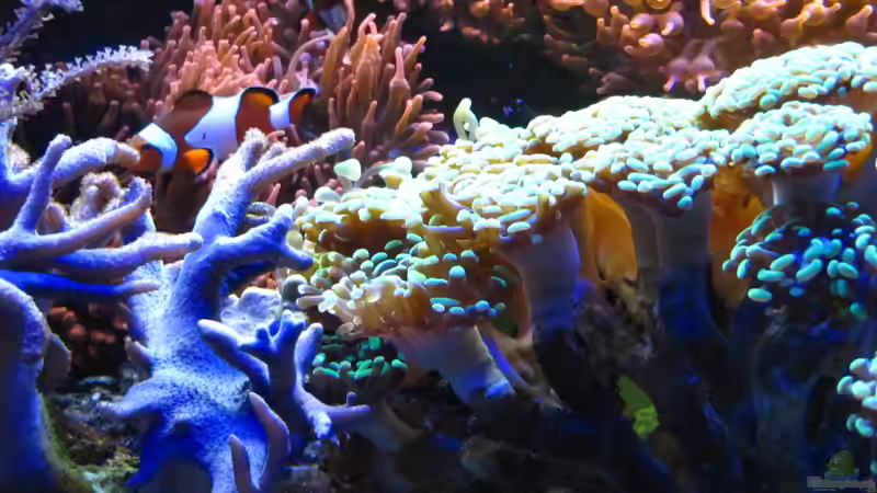 Pflanzen im Aquarium Juwel Trigon mit Panoramascheibe von Markus.T (4)