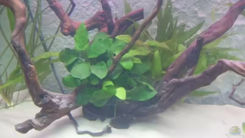 Pflanzen im Aquarium Juwel Vision 180 von crazy68 (14)