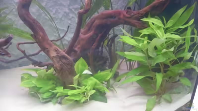 Pflanzen im Aquarium Juwel Vision 180 von crazy68 (15)