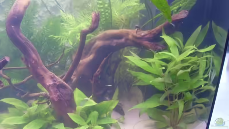 Pflanzen im Aquarium Juwel Vision 180 von crazy68 (18)