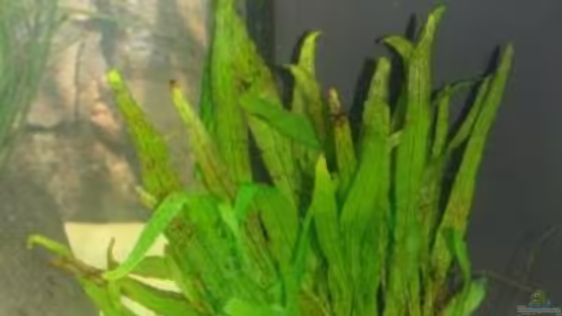 Pflanzen im Aquarium Juwel Vision 260 von malawi74 (9)