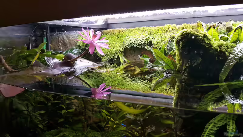 Pflanzen im Aquarium Juwel Vision 450 Gesellschaftsbecken von Thomas Müller (44)