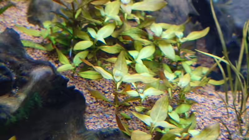 Pflanzen im Aquarium Juwel Vision 450 (Nur noch Beispiel) von Stefan von Oettingen (14)