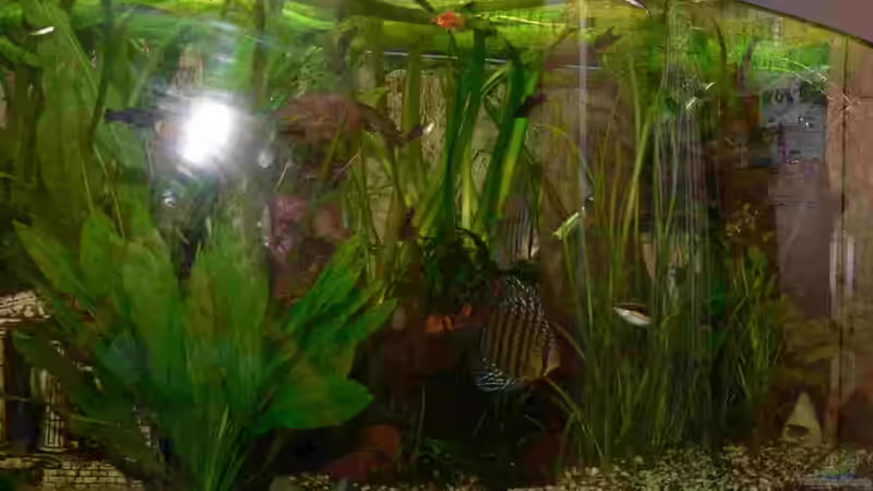 Pflanzen im Aquarium Juwel Vision 450 von Bastian Tüxen (3)