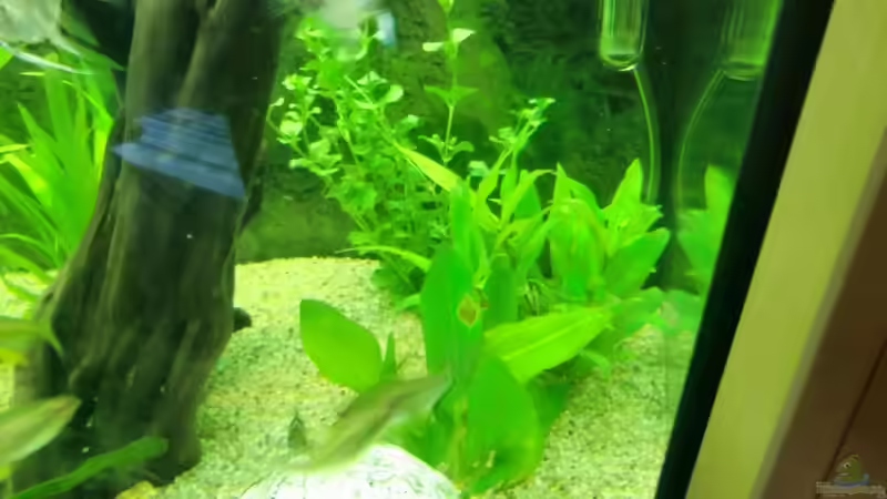 Pflanzen im Aquarium Juwel Vision 450 von EcoSyS (10)