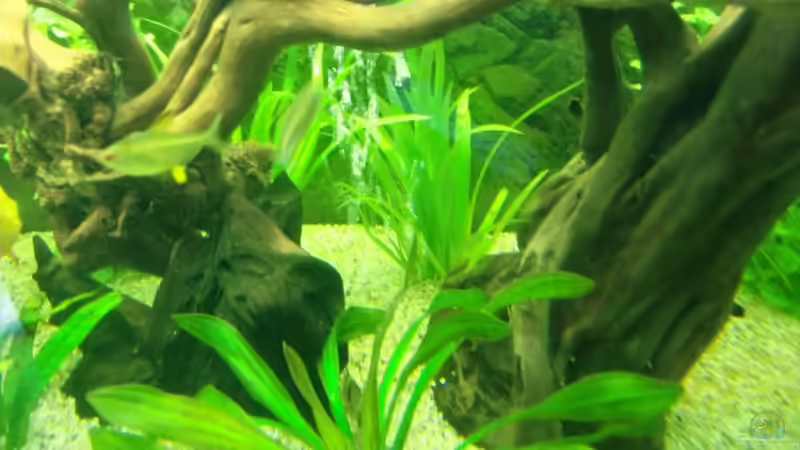 Pflanzen im Aquarium Juwel Vision 450 von EcoSyS (11)