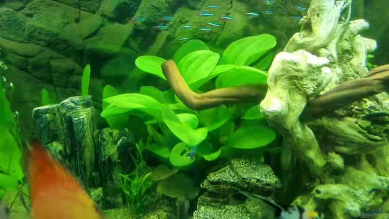 Pflanzen im Aquarium Juwel Vision 450 von EcoSyS (8)