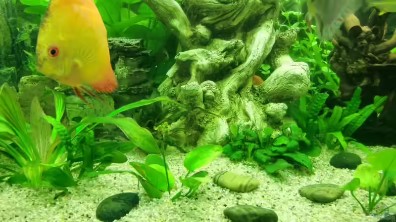 Pflanzen im Aquarium Juwel Vision 450 von EcoSyS (9)