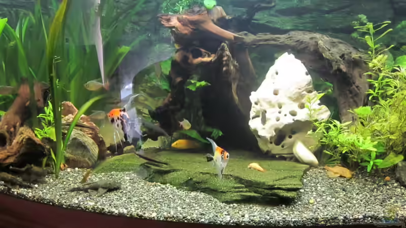 Pflanzen im Aquarium Juwel Vision 450 von Thomas Dörfel (4)