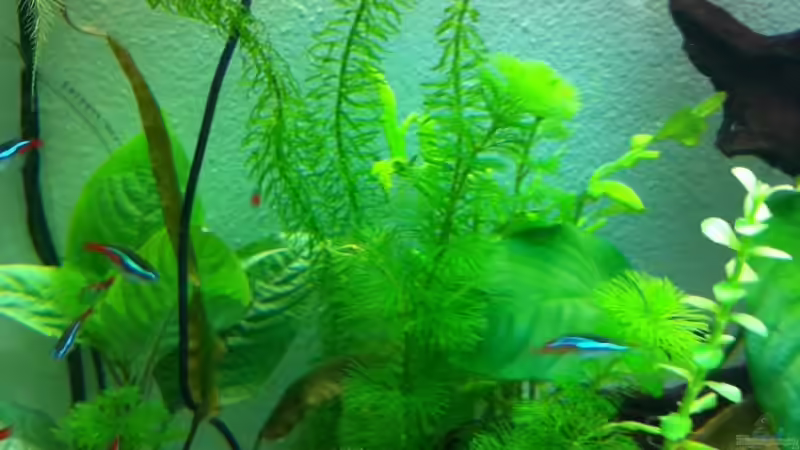 Pflanzen im Aquarium Juwel Vision von Sebastian Wytrych (2)