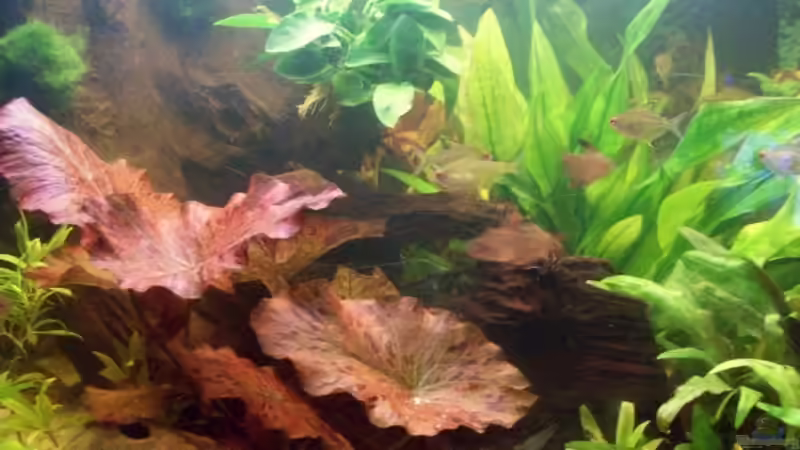 Pflanzen im Aquarium Juwel von big (10)