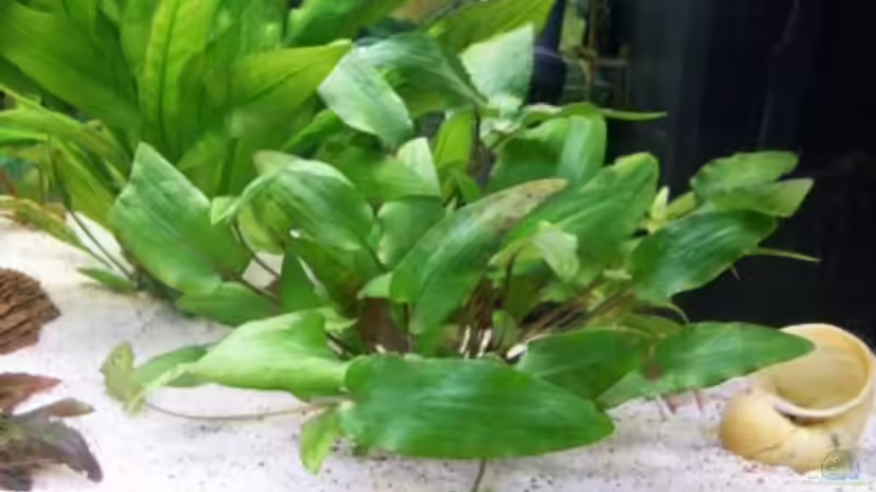 Pflanzen im Aquarium Juwel von big (5)