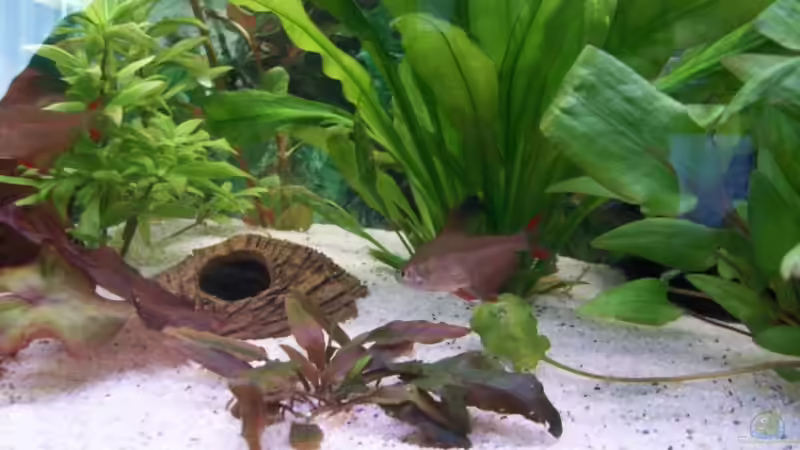 Pflanzen im Aquarium Juwel von big (6)