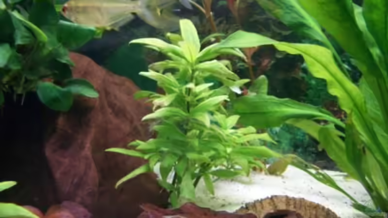 Pflanzen im Aquarium Juwel von big (7)