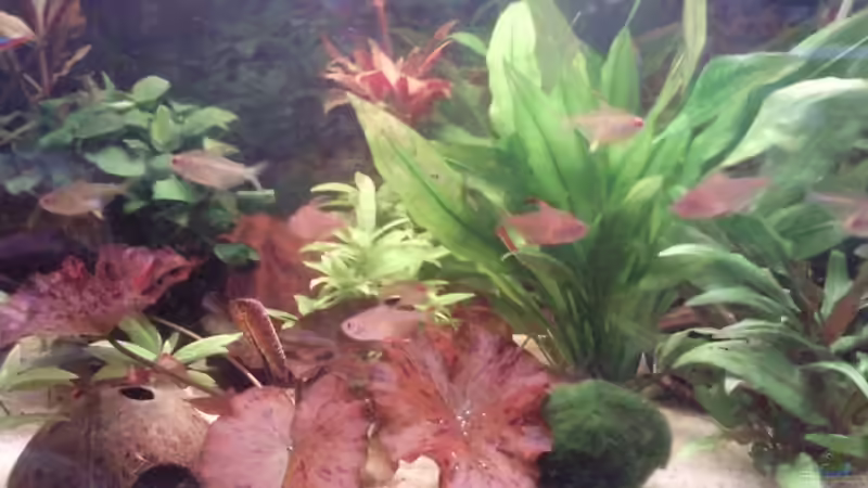 Pflanzen im Aquarium Juwel von big (8)