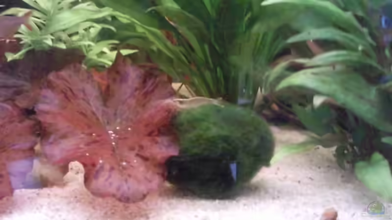 Pflanzen im Aquarium Juwel von big (9)