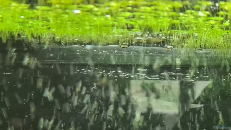 Pflanzen im Aquarium Juwel von Somi7 (4)