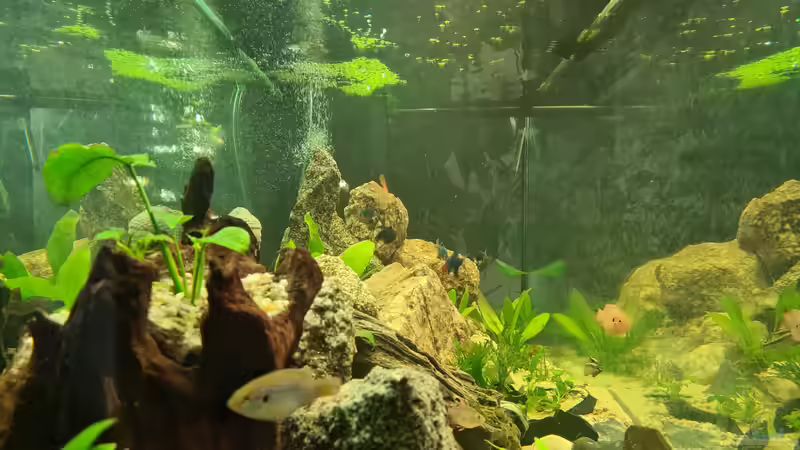 Pflanzen im Aquarium Juwel von Somi7 (6)
