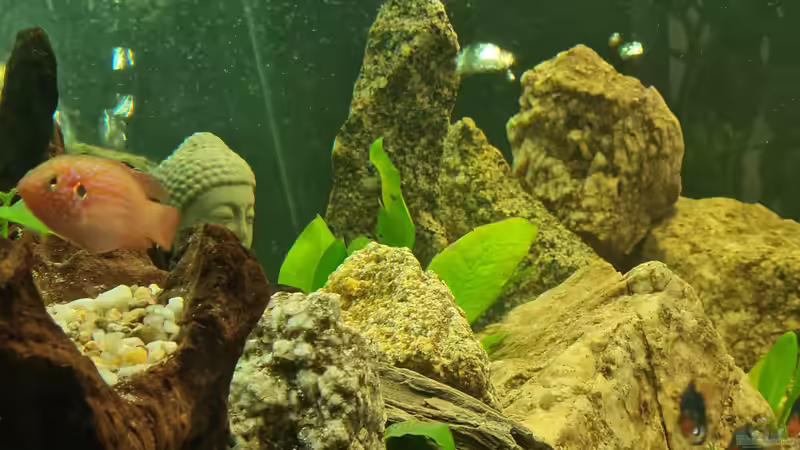 Pflanzen im Aquarium Juwel von Somi7 (7)