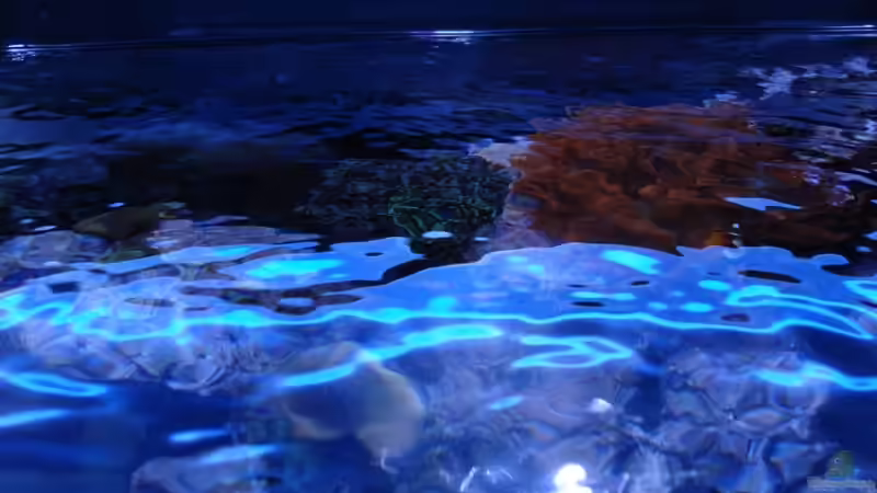 Pflanzen im Aquarium JuwelVision ! AUFGELÖST ! von .uschi (9)