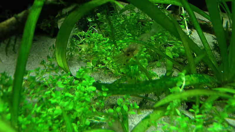 Pflanzen im Aquarium KaFi Horst von Mario74 (10)