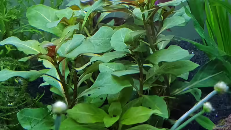 Pflanzen im Aquarium Kafi Paradies von Mel (13)