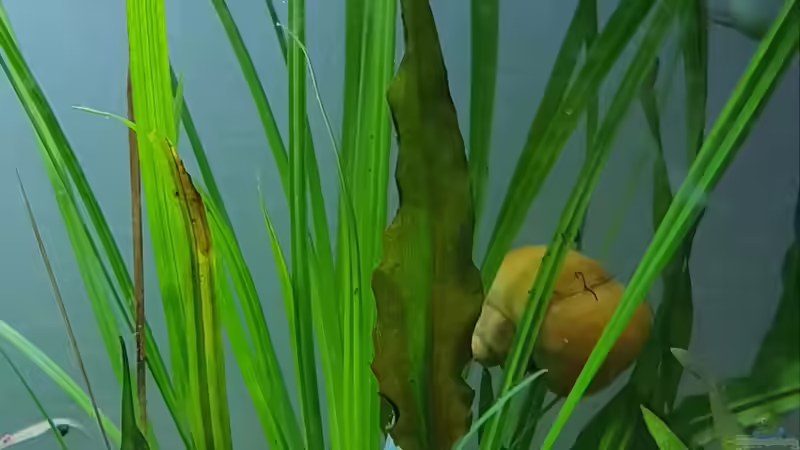 Pflanzen im Aquarium Kafi Paradies von Mel (14)