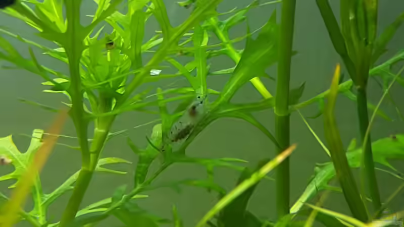 Pflanzen im Aquarium Kafi Paradies von Mel (6)
