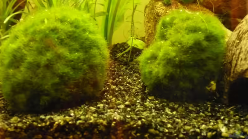 Pflanzen im Aquarium KaFi von Noah H. (7)