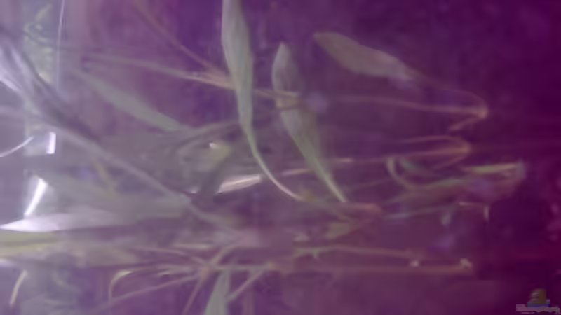 Pflanzen im Aquarium kakadu Becken (nur noch als beispiel) von Sebastian Zeitler (3)