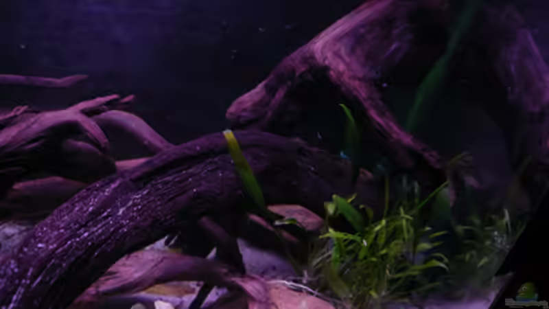 Pflanzen im Aquarium Kakadus von Cichlid Power (12)