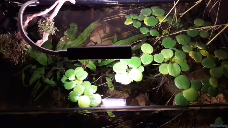 Pflanzen im Aquarium Kasumi von Leo-FAN (20)