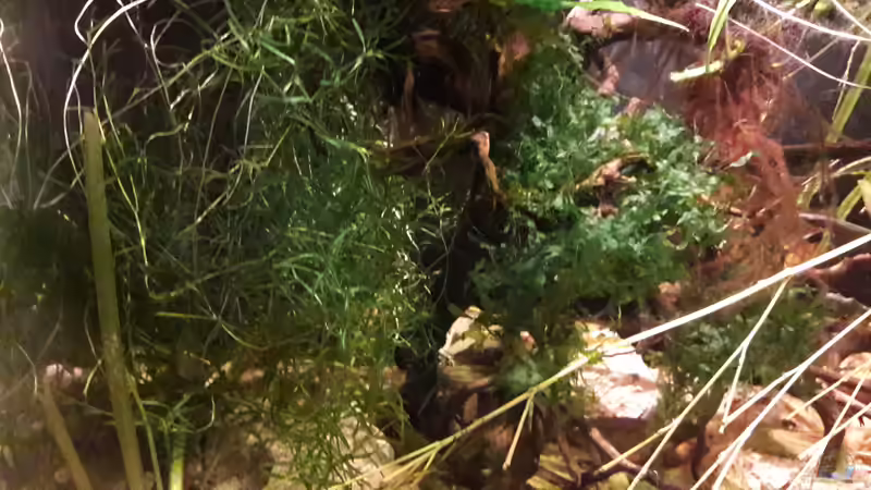 Pflanzen im Aquarium Kasumi von Leo-FAN (21)