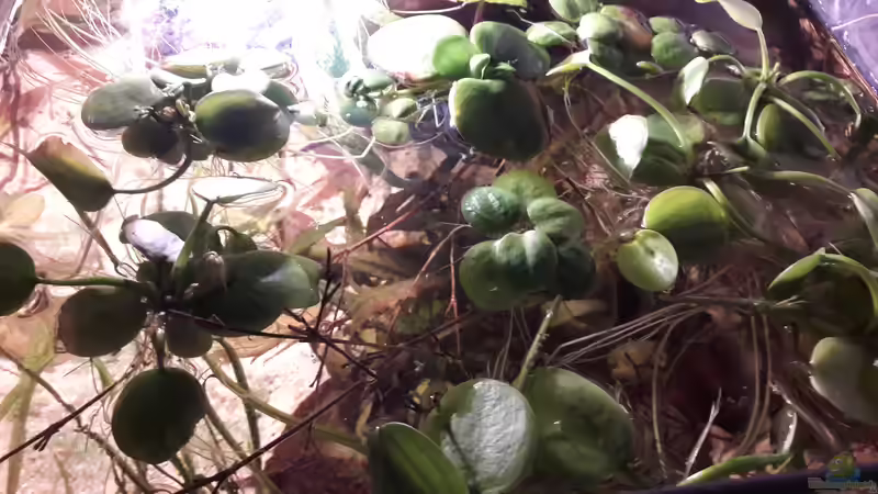 Pflanzen im Aquarium Kasumi von Leo-FAN (22)