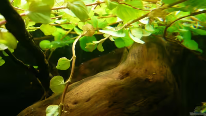 Pflanzen im Aquarium Kellerbecken von Cichlid Power (24)