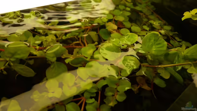 Pflanzen im Aquarium Kellerbecken von Cichlid Power (25)