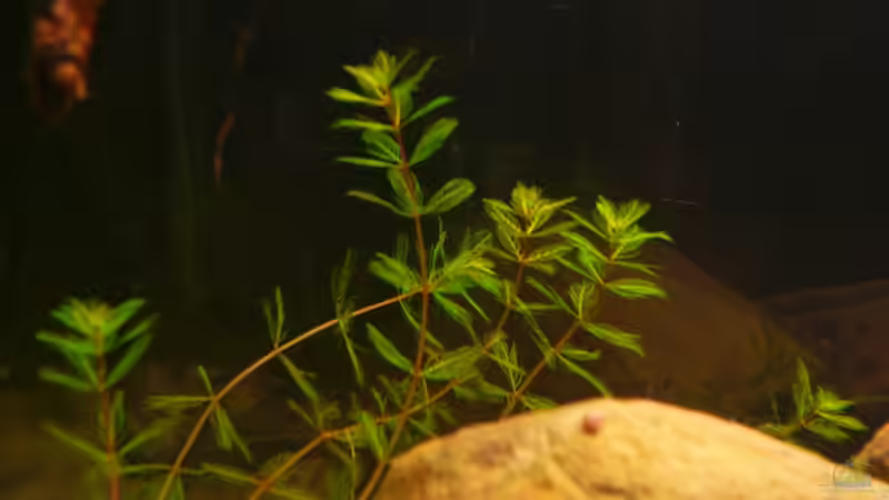 Pflanzen im Aquarium Kellerbecken von Cichlid Power (27)