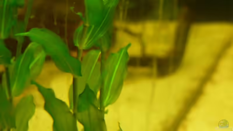 Pflanzen im Aquarium Kellerbecken von Cichlid Power (28)