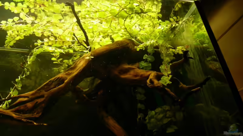 Pflanzen im Aquarium Kellerbecken von Cichlid Power (29)
