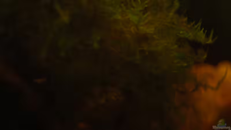 Pflanzen im Aquarium Kellerbecken von Cichlid Power (32)