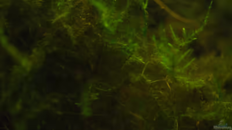 Pflanzen im Aquarium Kellerbecken von Cichlid Power (33)