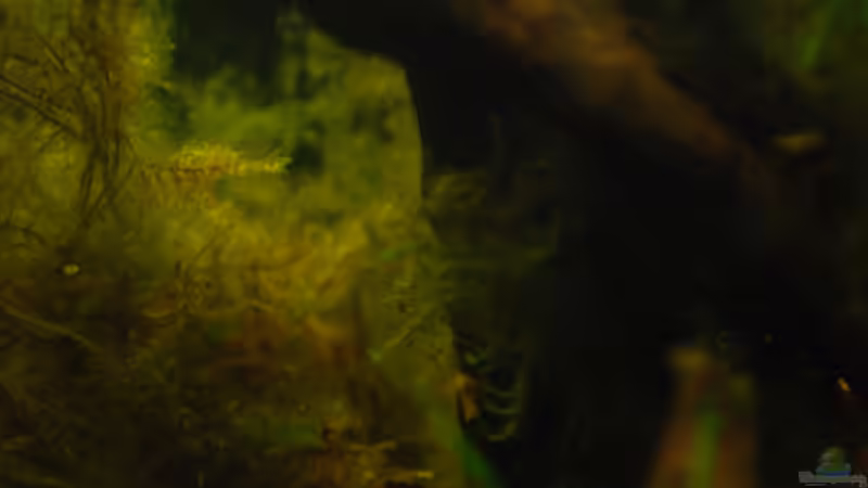 Pflanzen im Aquarium Kellerbecken von Cichlid Power (35)