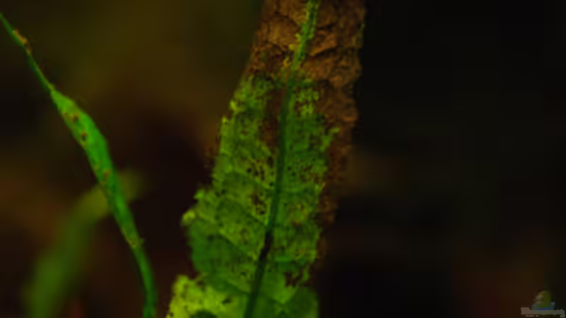 Pflanzen im Aquarium Kellerbecken von Cichlid Power (36)