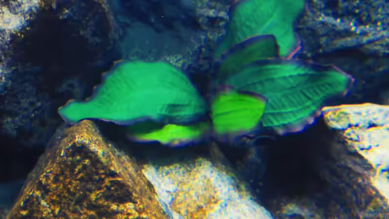 Pflanzen im Aquarium Kevin`s Malawibecken von Kevin Leonhard (67)