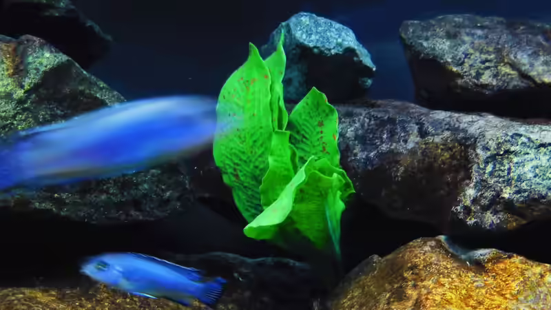 Pflanzen im Aquarium Kevin`s Malawibecken von Kevin Leonhard (69)