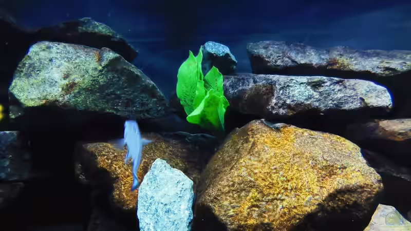 Pflanzen im Aquarium Kevin`s Malawibecken von Kevin Leonhard (71)