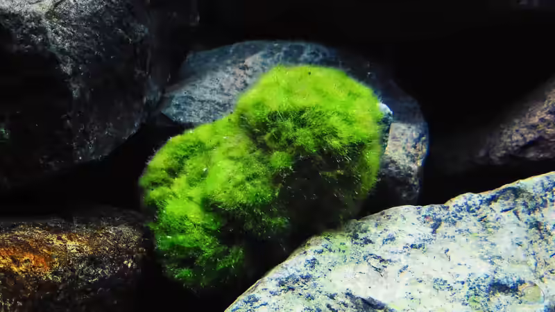 Pflanzen im Aquarium Kevin`s Malawibecken von Kevin Leonhard (73)